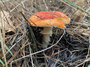 Sonbahar ormanlarında yaprakların arasında tarım mantarları uçuşuyor.