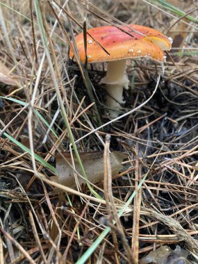 Sonbahar ormanlarında yaprakların arasında tarım mantarları uçuşuyor.