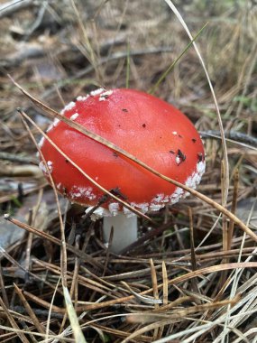 Sonbahar ormanlarında yaprakların arasında tarım mantarları uçuşuyor.