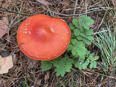 Sonbahar ormanlarında yaprakların arasında tarım mantarları uçuşuyor.