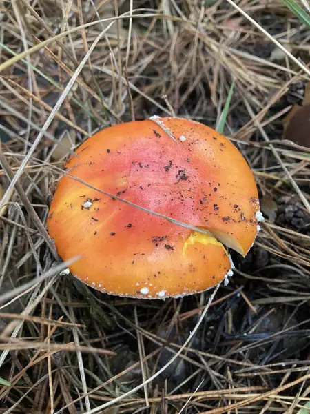 Sonbahar ormanlarında yaprakların arasında tarım mantarları uçuşuyor.