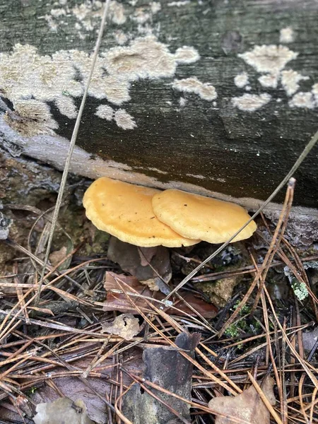 a closeup shot of a yellow mushroom on a tree