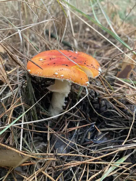 Sonbahar ormanlarında yaprakların arasında tarım mantarları uçuşuyor.