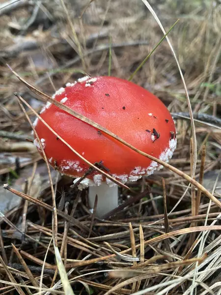 Sonbahar ormanlarında yaprakların arasında tarım mantarları uçuşuyor.