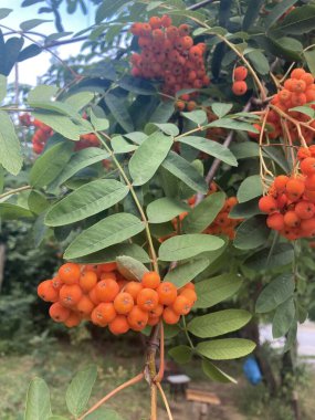 Rowan meyveleri ağaçta