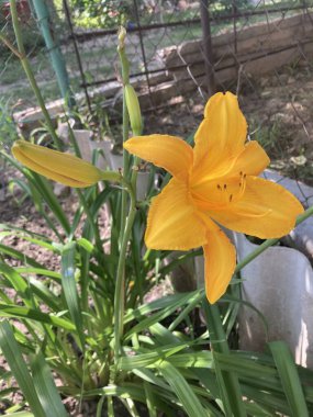 Güzel botanik fotoğrafı, doğal duvar kağıdı.