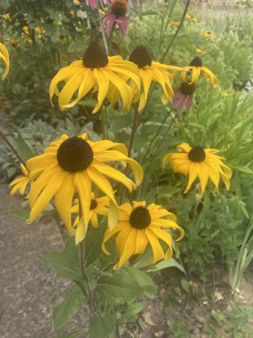 Bahçedeki sarı çiçek