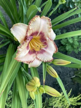 Bahçedeki sarı zambak çiçeği