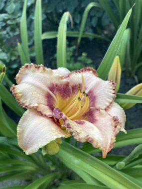 Bahçedeki güzel sarı çiçek.