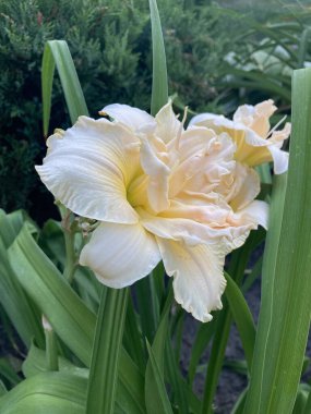 Parkta yeşil yapraklı beyaz bir çiçeğe yaklaş.