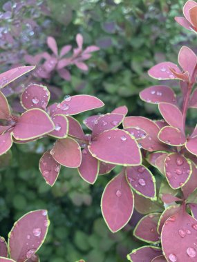 Güzel botanik fotoğrafı, doğal duvar kağıdı.
