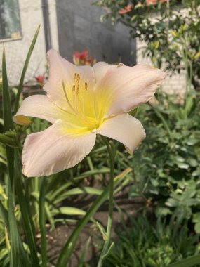 Bahçedeki güzel sarı çiçek