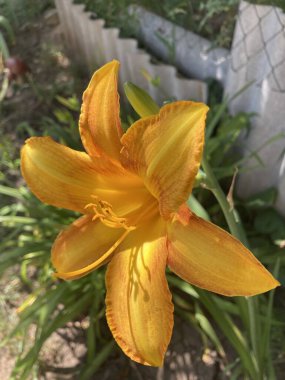 Güzel botanik fotoğrafı, doğal duvar kağıdı.