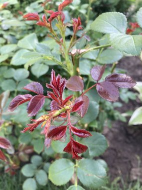 Bahçede kırmızı gül