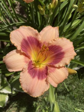 Bahçede yetişen güzel çiçek