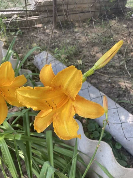 Güzel botanik fotoğrafı, doğal duvar kağıdı.