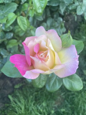 Bahçede güzel pembe bir gül