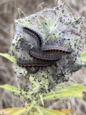 Çimlerin üzerinde tırtıl