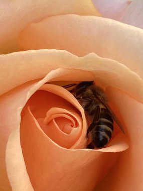 Güzel botanik fotoğrafı, doğal duvar kağıdı.