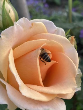 Güzel botanik fotoğrafı, doğal duvar kağıdı.