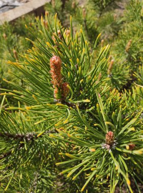 Çam kozalağına yakın.
