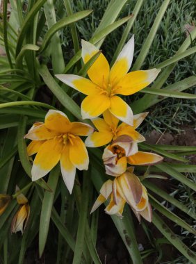 Bahçedeki güzel çiçekler