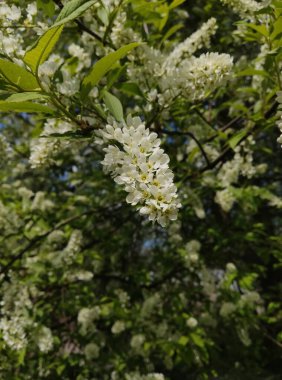 Bahçedeki güzel beyaz çiçekler