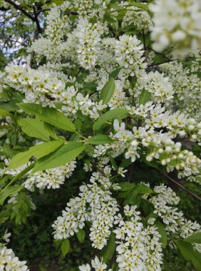 Bahçedeki beyaz çiçek