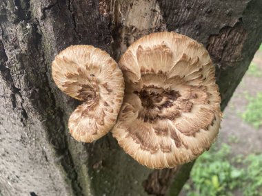 Bahçedeki gövdede mantar yetişiyor.