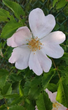 Bahçedeki güzel gül ağacı çiçekleri