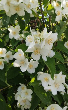 Bahçedeki beyaz yasemin çiçekleri