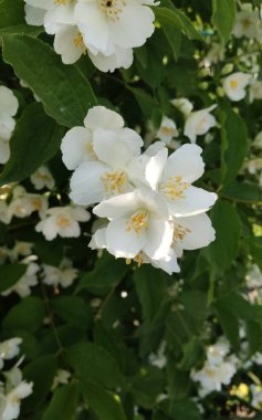 Bahçedeki beyaz yasemin çiçekleri