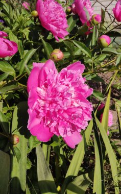 Bahçedeki güzel şakayık çiçekleri