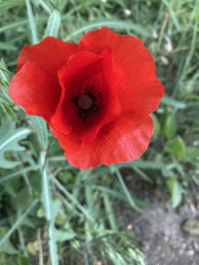 Kırmızı poppies yakın çekim