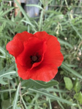 Bahçede kırmızı haşhaş