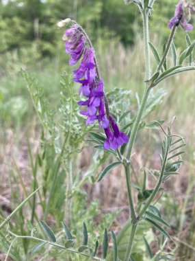 Bahçedeki güzel çiçekler