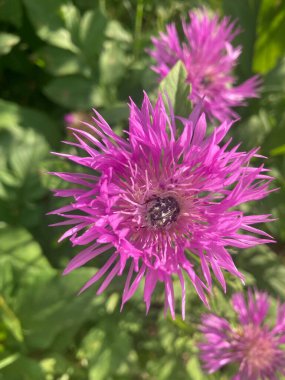 Bahçedeki güzel çiçekler