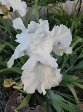 Güzel botanik fotoğrafı, doğal duvar kağıdı.