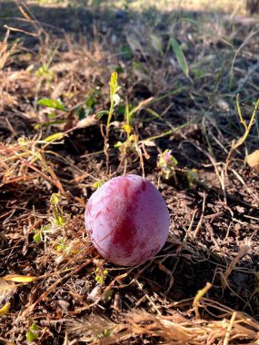 Bahçedeki kırmızı nar.