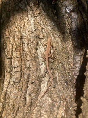 Kahverengi küçük kertenkele güneşin altında bir ağaçta oturuyor.