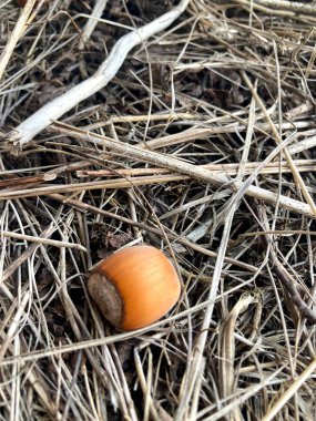 Beyaz zemin üzerinde bulanık arkaplanı olan kahverengi bir yumurtaya yakın plan.