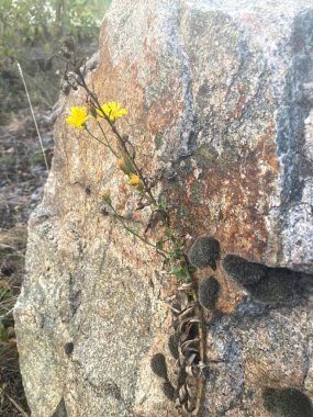Güzel botanik fotoğrafı, doğal duvar kağıdı.