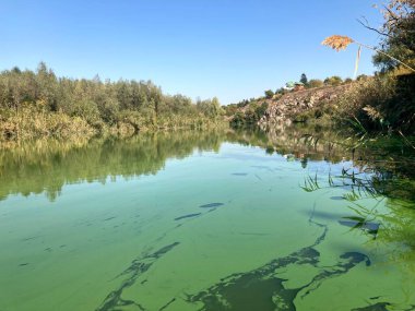 Ormandaki gölün güzel manzarası
