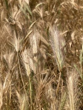 Yazın altın buğday tarlası