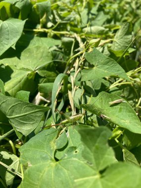 bir çekirge üzerindeki yaprak