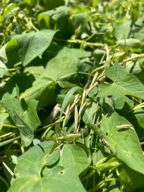 bir çekirge üzerindeki yaprak