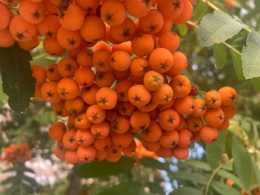 yeşil yapraklı ağaçta turuncu yaban mersini.