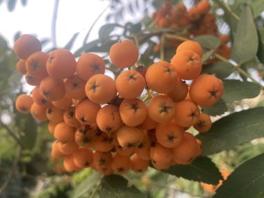 yeşil yapraklı ağaçta turuncu yaban mersini.