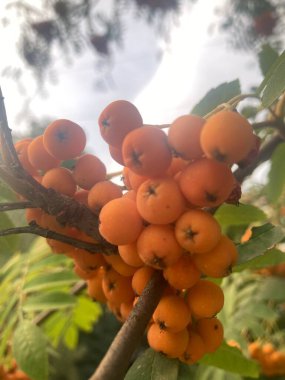 yeşil yapraklı ağaçta turuncu yaban mersini.