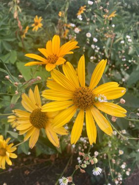 Bahçedeki güzel çiçekler